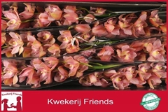 Cymbidium Salm Delight 80cm