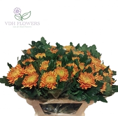 Chrysanth Single Astro Dark 75cm 105gr.