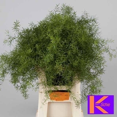 Asparagus Densiflorus Sprengeri 65cm