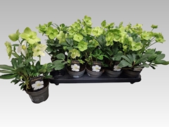 Helleborus Christmas Carol 12Ø 28cm