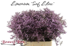 Limonium Safora Lilac 70cm 25gr.