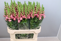 Antirrhinum Avignon Cherry Rose 80cm