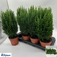 Chamaecyparis Ellwoodii 13Ø 47cm