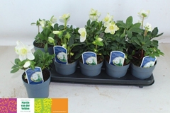 Helleborus Christmas Carol 12Ø 24cm