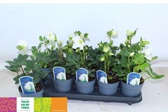 Helleborus Christmas Carol 12Ø 30cm
