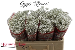 Gypsophila Paniculata Xlence 50cm 10gr.