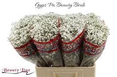 Gypsophila Paniculata Beauty Bride 60cm 15gr.