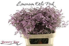 Limonium Safora Oshi Pink 80cm 45gr.