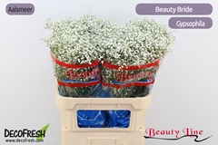 Gypsophila Paniculata Beauty Bride 80cm 30gr.