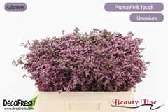 Limonium Piuma Pink Touch 50cm 15gr.