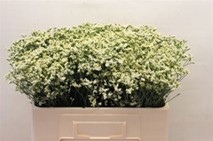 Limonium Sinense Sensi Piña Colada 50cm 10gr.
