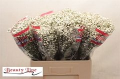 Gypsophila Paniculata Beauty Bride 60cm 15gr.