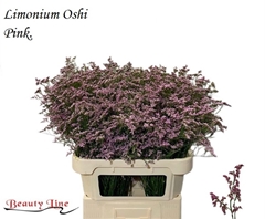 Limonium Safora Oshi Pink 80cm 40gr.