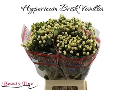 Hypericum Brisk Vanilla 70cm