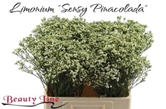Limonium Sinense Sensi Piña Colada 60cm 25gr.