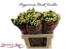 Hypericum Brisk Vanilla 60cm