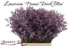 Limonium Piuma Dark Blue 70cm 30gr.