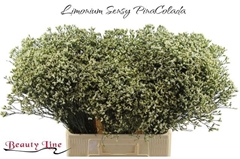 Limonium Sinense Sensi Piña Colada 70cm 35gr.