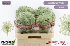 Ammi Visnaga Casablanca 60cm