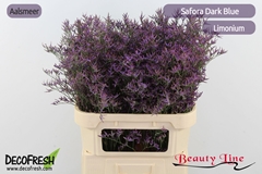 Limonium Safora Dark Blue 80cm 40gr.