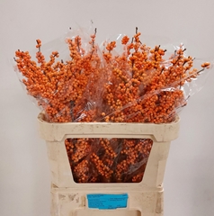 Ilex Verticillata Winter Gold 80cm
