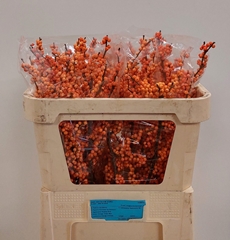 Ilex Verticillata Winter Gold 70cm