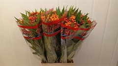 Asclepias Curassavica Serenade 70cm