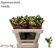 Hypericum Brisk Vanilla 50cm