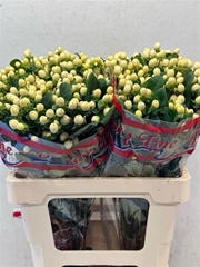 Hypericum Brisk Vanilla 60cm
