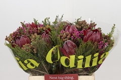 Protea Per Bunch 40cm