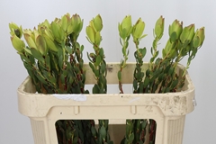 Leucadendron Discolor 70cm