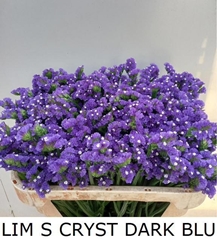 Limonium Sinuatum Crystal Dark Blue 70cm 40gr.