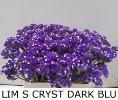 Limonium Sinuatum Crystal Dark Blue 60cm 30gr.