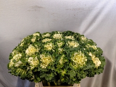 Brassica Crane Ruffle White 70cm