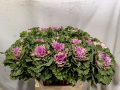 Brassica Empire Ksenia 70cm