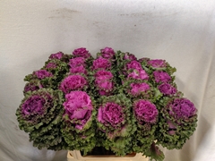 Brassica Crane Ruffle Red 70cm