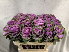 Brassica Empire Olga 70cm