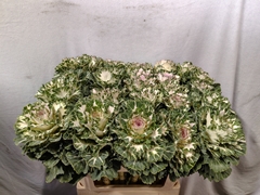 Brassica Empire Akilina 70cm