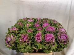 Brassica Empire Bogdana 70cm