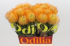 Leucospermum Ayoba Sun 50cm