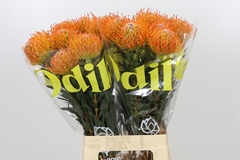 Leucospermum Ayoba Sun 70cm