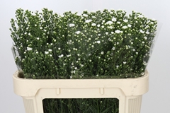 Aster Paquita 70cm 30gr.