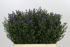 Aster Casamare 60cm 20gr.