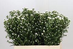 Aster Paquita 60cm 20gr.