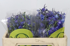 Delphinium Single Volkerfrieden 50cm