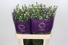 Aster Paquita 80cm 40gr.