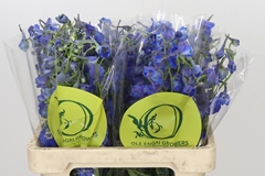 Delphinium Single Volkerfrieden 60cm