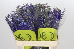 Delphinium Single Black Knight 80cm