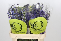 Delphinium Single Black Knight 80cm