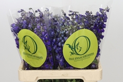 Delphinium Single Black Knight 60cm